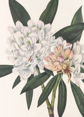 Rosebay Rhododendron From North American Wildflowers (1925) By Mary Vaux Walcott.