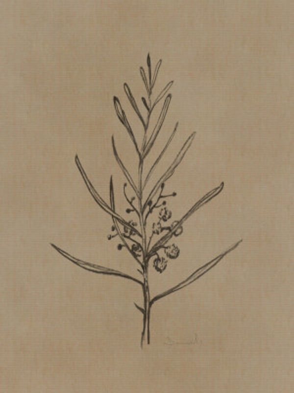 Blackwood Sapling