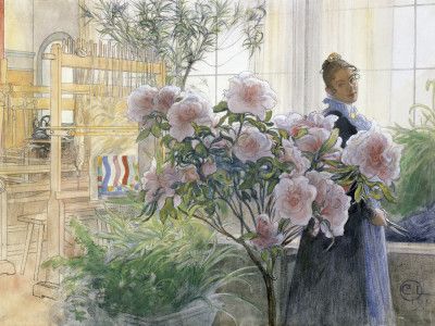 Azalea (1906)