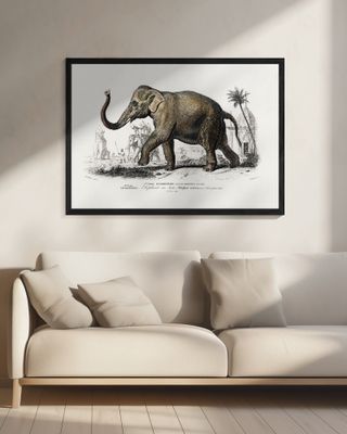 Asiatic Elephant