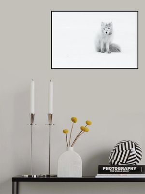 Arctic Fox
