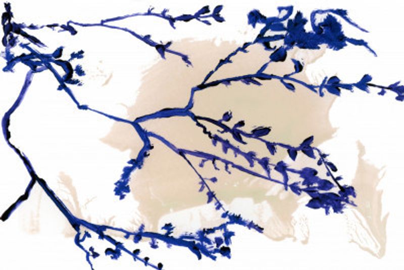 Navy Blue Blossoms On Tree Branches