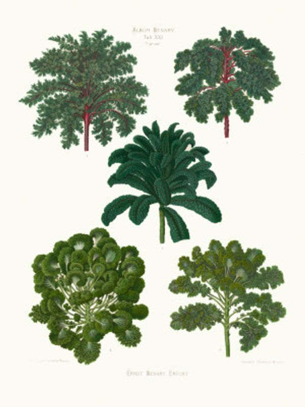 Ornamental Borecoles, or Kales From Album Benary (1876 1886) By Ernst Benary