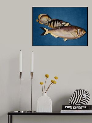 3 Fish - the Blue Edition