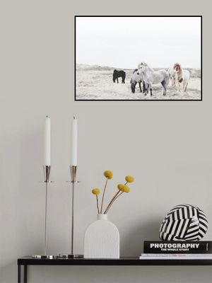 Wild and Free Horses Of Iceland