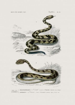 Rattlesnake and Saharan Horned Viper