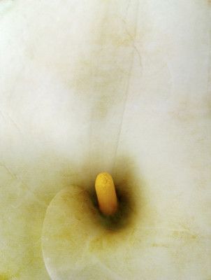 Creamy Calla Lily
