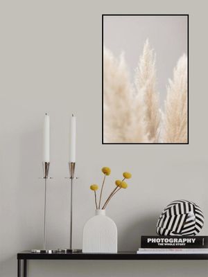 Pampas Grass Grey 04