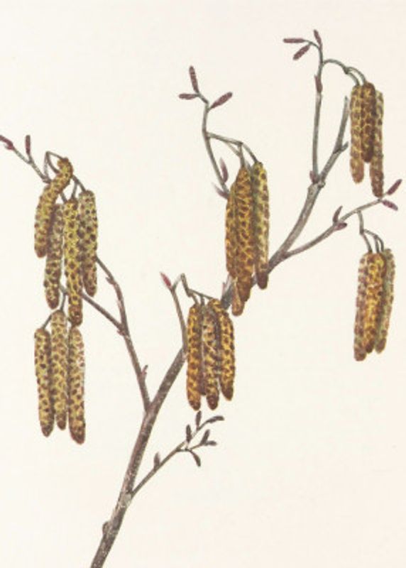 Hazel Alder (alnus Regosa) From North American Wildflowers (1925) By Mary Vaux Walcott.