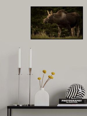 Young Moose on the Loose