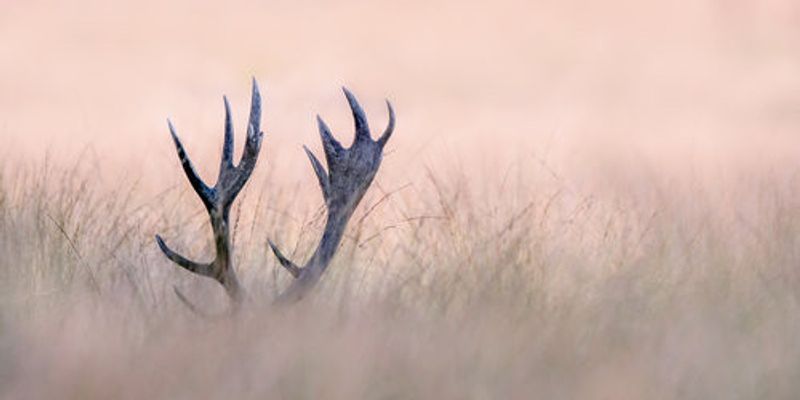 Hide &amp; Seek  ( Horn of Stag)