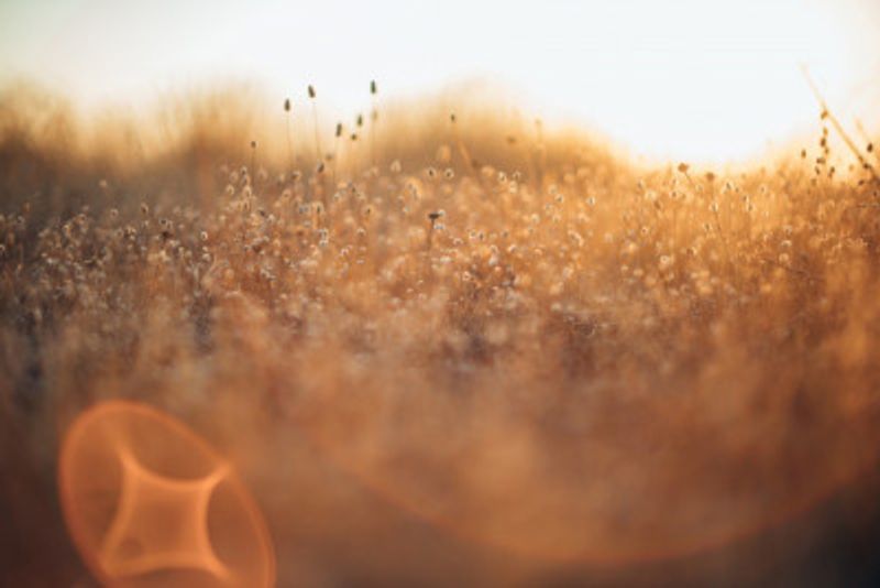 Serene Golden Field During Sunset