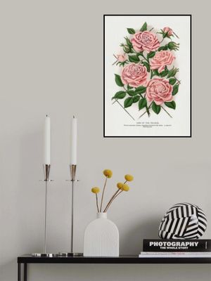 Pink Rose, Gem of the Prairie Lithograph