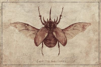 Eupatorus Gracilicornis Copy