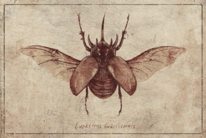 Eupatorus Gracilicornis Copy