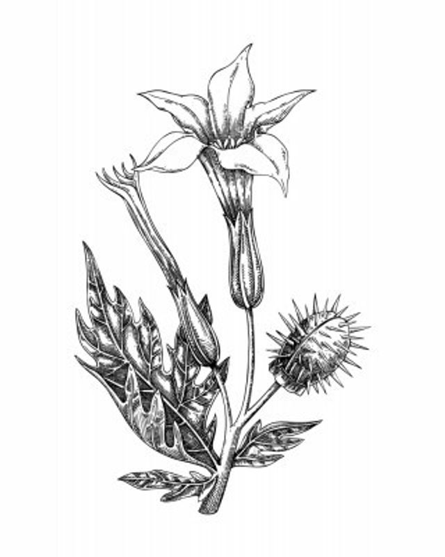 Thornapple (Datura)