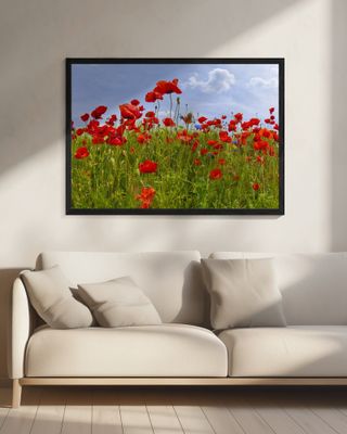 Field of Poppies | panoramic view
