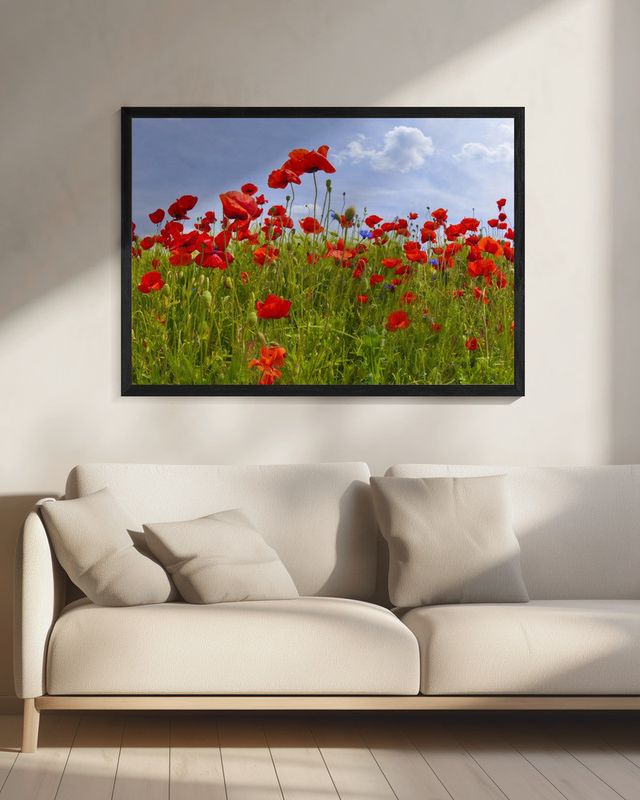 Field of Poppies | panoramic view