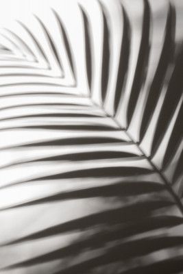 Vibrant Green Palm Leaf