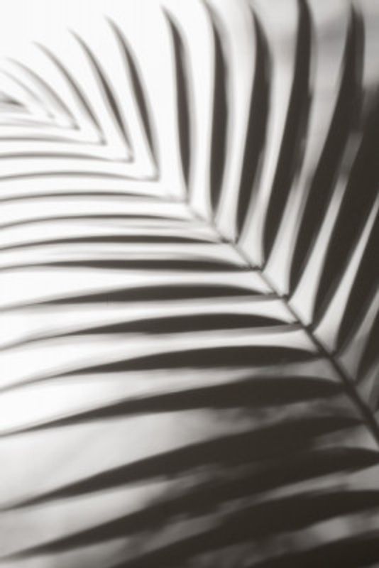 Vibrant Green Palm Leaf