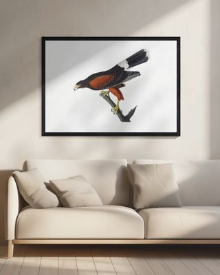 Louisiana Hawk From Birds of America (1827