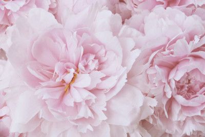 Pink Peony Blossom