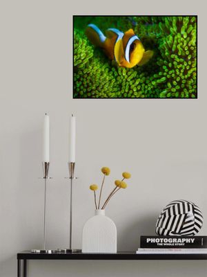 Yellow clownfish on green anemon