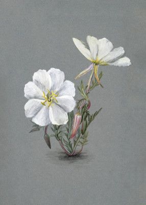 Giant Helleborine (1880)