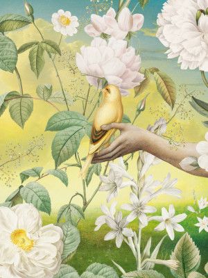 Yellow Bird In Our Garden