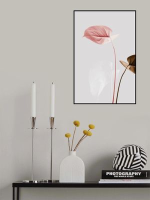 Monstera Creative 21