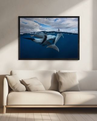 Pod of dolphin at the surface