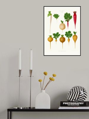 Radishes From Album Benary (1876 1886) By Ernst Benary Copy