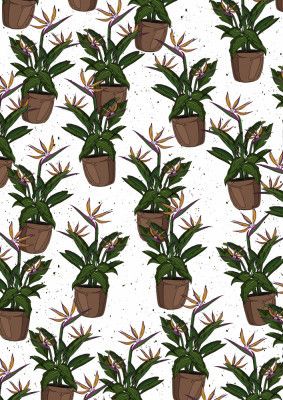 Bird Of Paradise Pattern