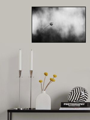 Flax after flowering