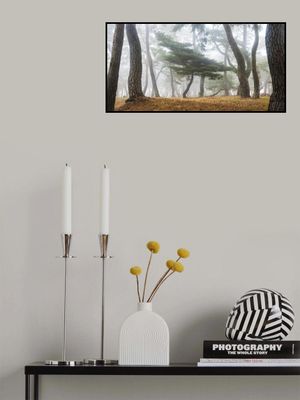 In The Misty Pine Forest