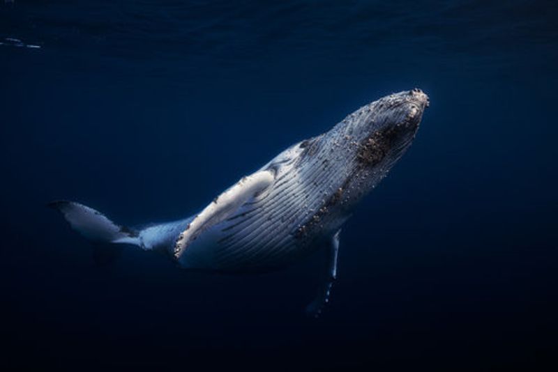 Humpback Whale