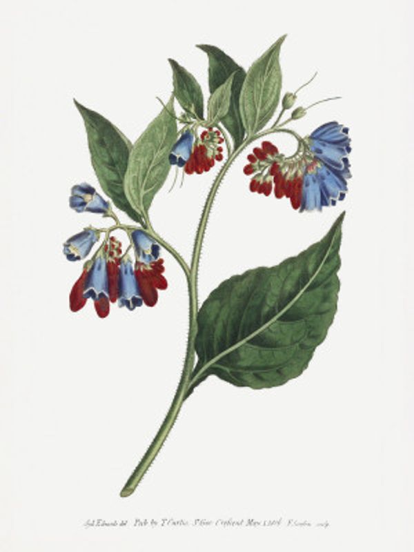 Symphyum Asperrim 1806   Flower Garden Displayed By Francis Sansom