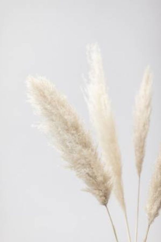 Pampas Grass Grey 08