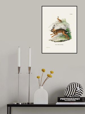 Cape Hare  By Johann Christian Daniel Von Schreber.