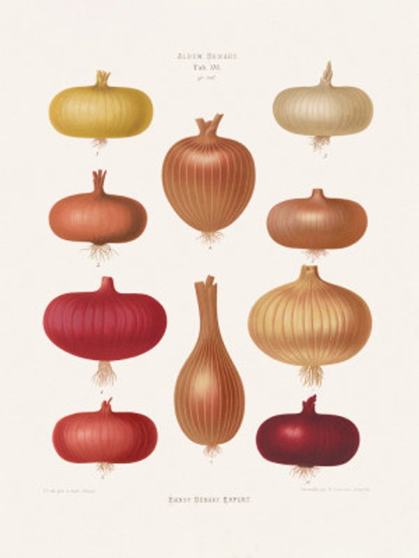 Onions 2 From Album Benary (1876 1886) By Ernst Benary
