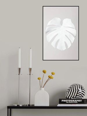 Monstera White 03