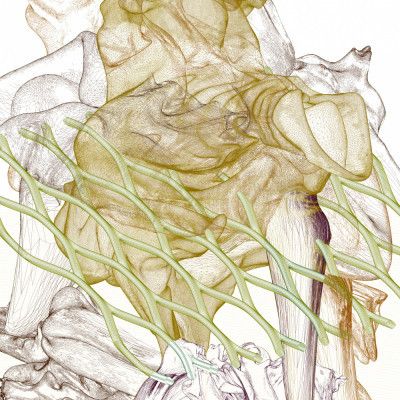 Tectumque 2.0 series