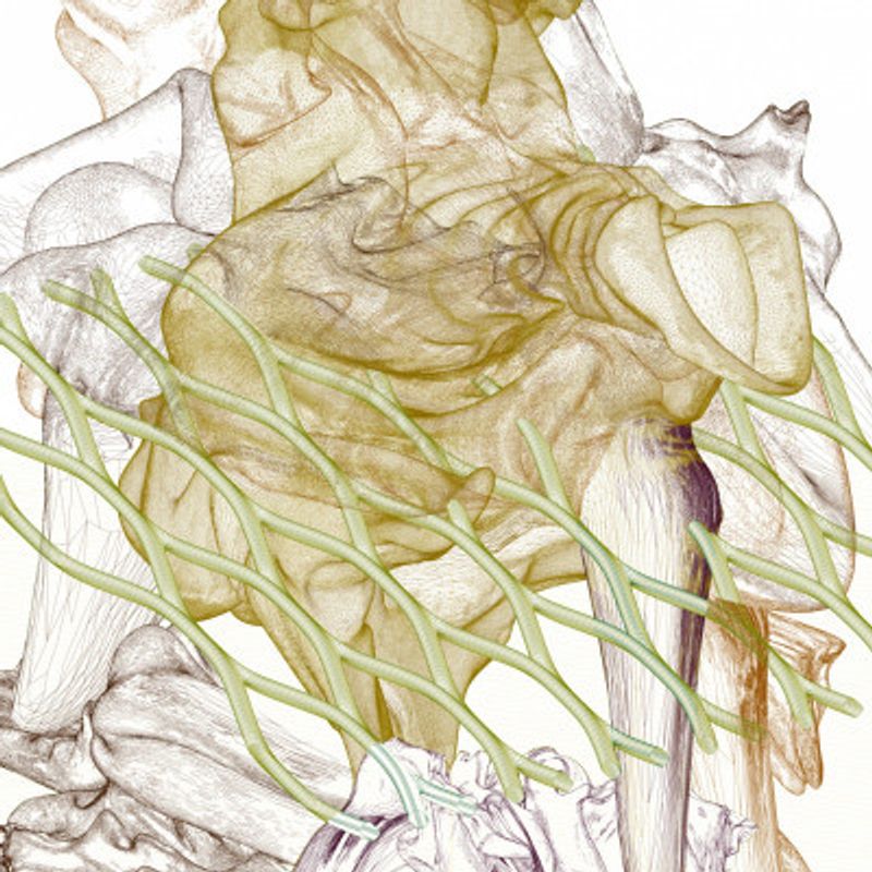 Tectumque 2.0 series