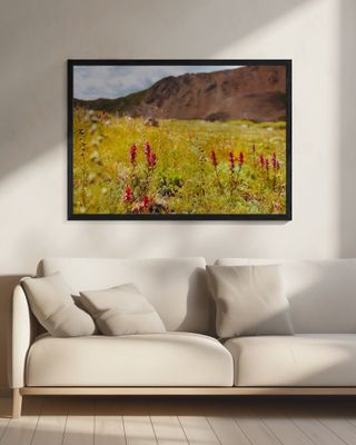 Silver Plume Paintbrush