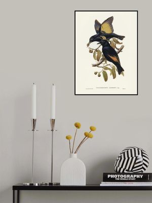 Rawnsley's Bower Bird