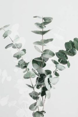 Eucalyptus Creative 01