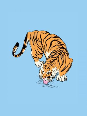 Tiger Drinking From A Water Puddle