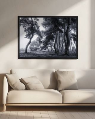 Pine trees dancing in the fog