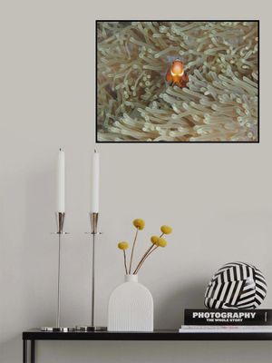 Amphiprion Ocellaris