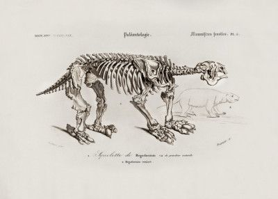 Megatherium